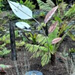 Eastwind is one of my new Garden Sculptures designed with a series of tapering leaves in Stainless Steel & Copper, on curved Stainless Steel stems. Designed to quiver in the breeze, reflect its natural environment, and give a sense of wellbeing and comfort, both visually and physically.