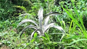 OASIS Stainless Steel Sculpture by Grant Designs